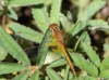 J18_1314 Sympetrum flaveolum male